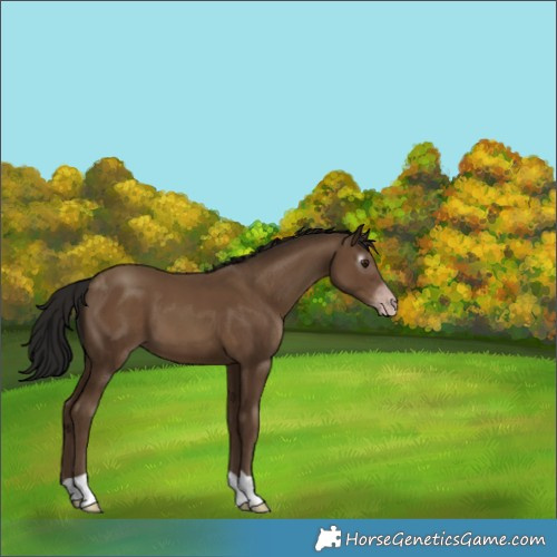 Horse Color:Gray Classic Champagne 