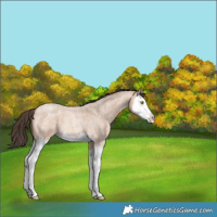 Horse Color:Amber Champagne Roan Splash 
