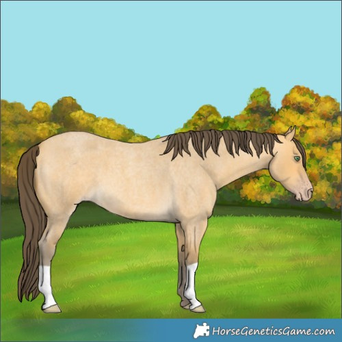 Horse Color:Amber Cream Champagne Roan 