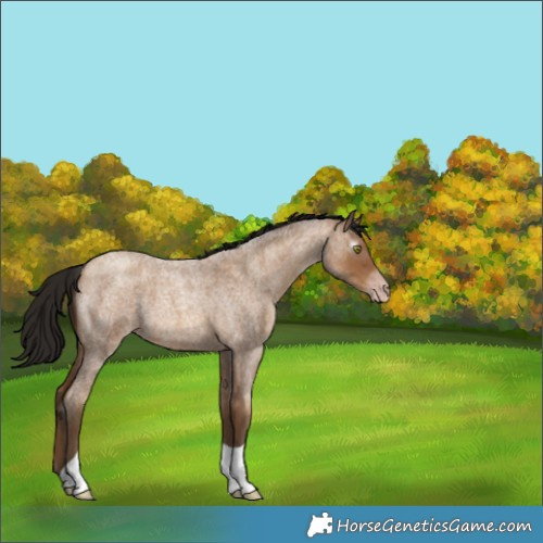 Horse Color:Gray Amber Champagne Roan 