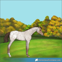 Horse Color:Classic Champagne Roan Appaloosa Rabicano 