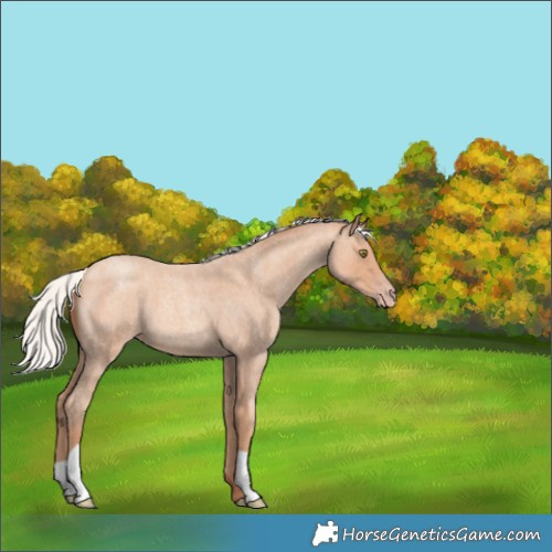 Horse Color:Silver Amber Champagne Roan 