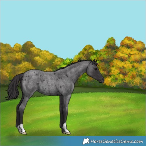 Horse Color:Smoky Blue Roan 