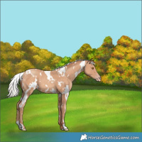 Horse Color:White Spotted Silver Classic Champagne 