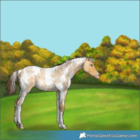 Horse Color:White Spotted Sable Cream Champagne Roan 
