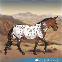 Horse Color:Bay Near Leopard 