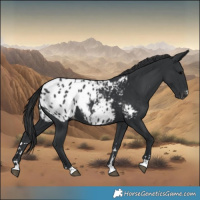 Horse Color:Black Appaloosa 