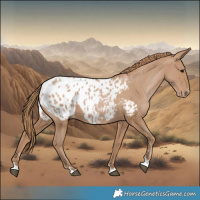 Horse Color:Black Pearl Appaloosa 