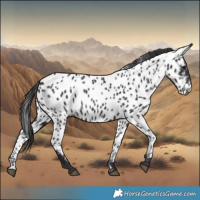Horse Color:Black Near Leopard 