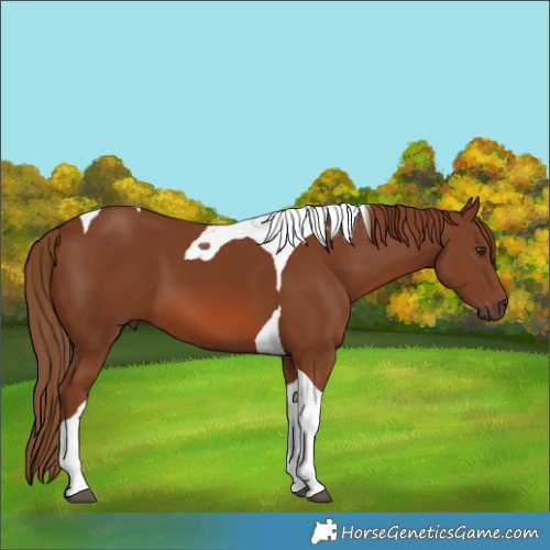 Horse Color:Chestnut Tobiano 