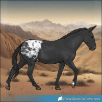 Horse Color:Black Blanket 
