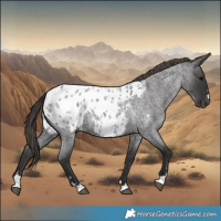 Horse Color:Smoky Blue Roan Appaloosa 