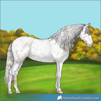 Horse Color:Silver Classic Champagne Roan Splash Tobiano Frame Appaloosa Rabicano