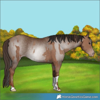 Horse Color:Classic Champagne Rabicano  and Gray Classic Champagne Rabicano 