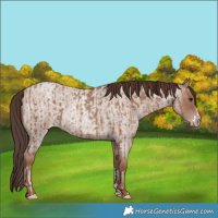 Horse Color:Classic Champagne Rabicano and Classic Champagne Roan Rabicano