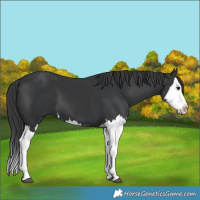 Horse Color:Black Splash and Black Splash