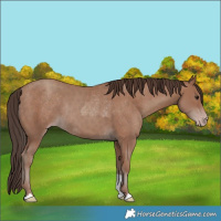 Horse Color:Classic Champagne Rabicano and Classic Champagne Rabicano