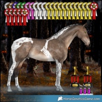 Horse Color:Bay Dun Tobiano Appaloosa Rabicano