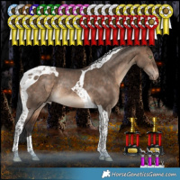 Horse Color:Bay Dun Tobiano Appaloosa Rabicano