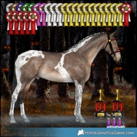Horse Color:Bay Dun Tobiano Appaloosa Rabicano 