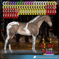 Horse Color:Bay Dun Tobiano Appaloosa Rabicano 