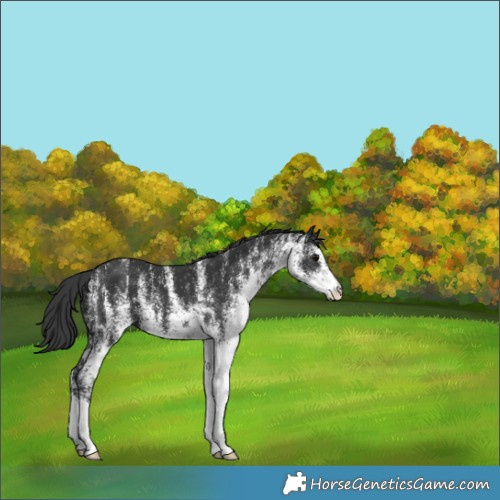 Horse Color:White Spotted Black 