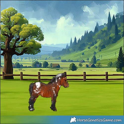 Horse Color:White Spotted Brown Appaloosa 