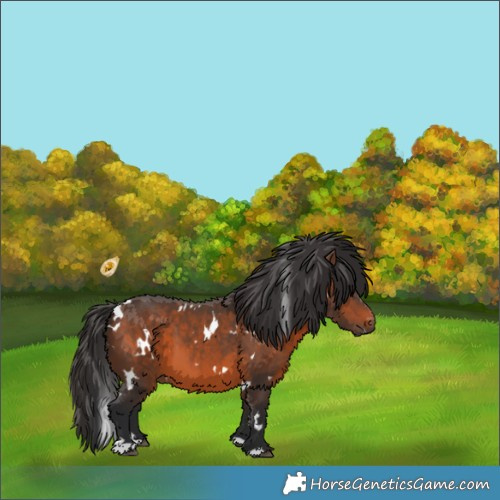 Horse Color:White Spotted Brown 