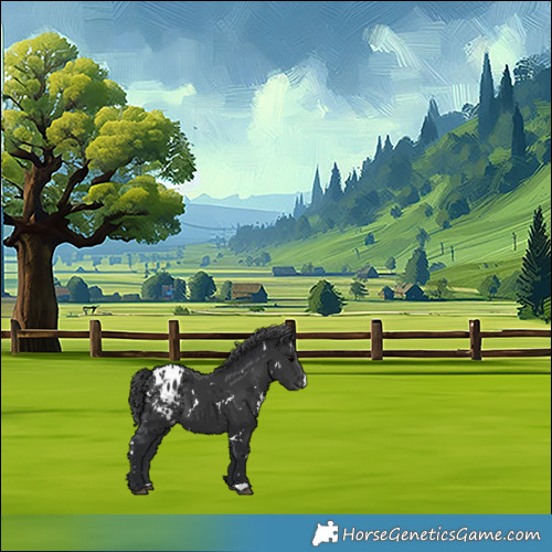 Horse Color:White Spotted Black Appaloosa 