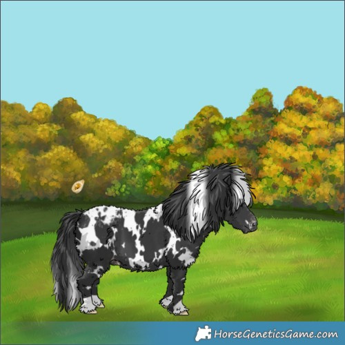 Horse Color:White Spotted Black Appaloosa 