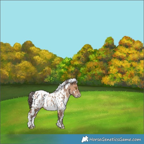 Horse Color:White Spotted Sable Champagne Appaloosa 