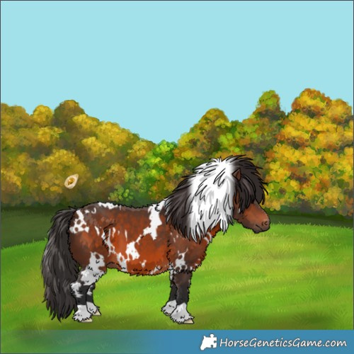 Horse Color:White Spotted Brown 