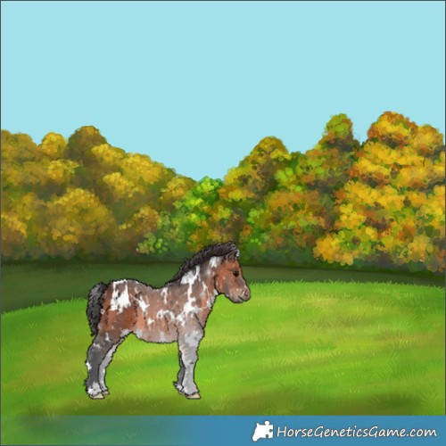 Horse Color:White Spotted Brown 
