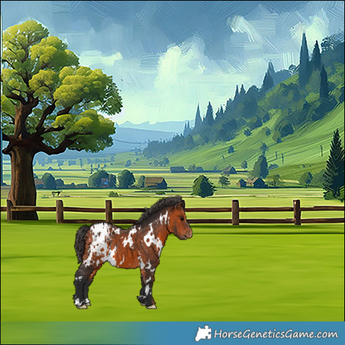 Horse Color:White Spotted Bay Appaloosa 