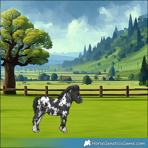 Horse Color:White Spotted Black Appaloosa 