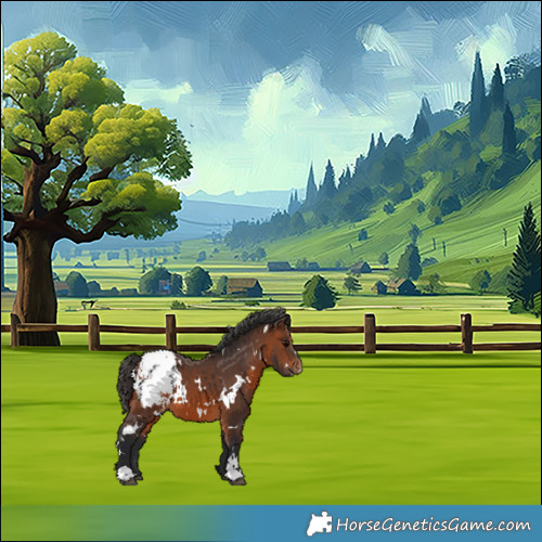 Horse Color:White Spotted Brown Appaloosa 