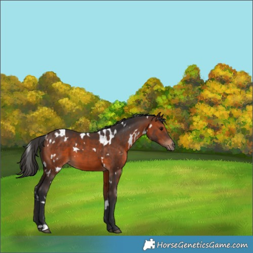 Horse Color:White Spotted Brown 