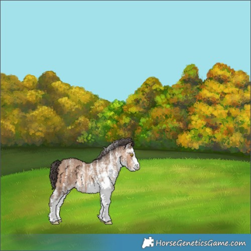 Horse Color:White Spotted Sable Champagne 