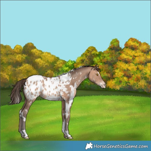 Horse Color:White Spotted Sable Champagne Appaloosa 