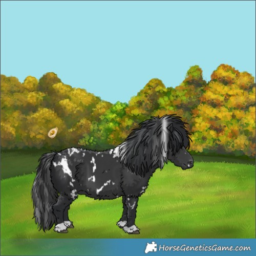 Horse Color:White Spotted Black 