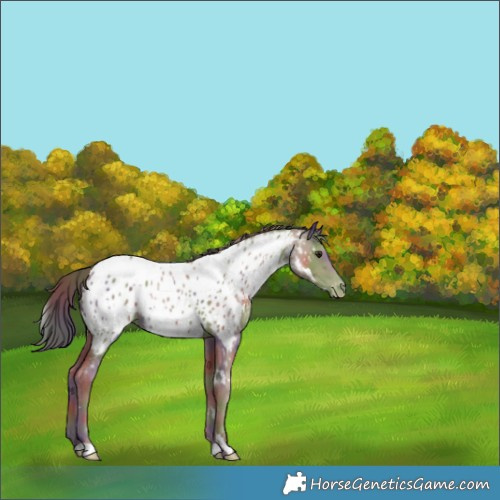 Horse Color:Nacre White Spotted Classic Champagne Appaloosa 