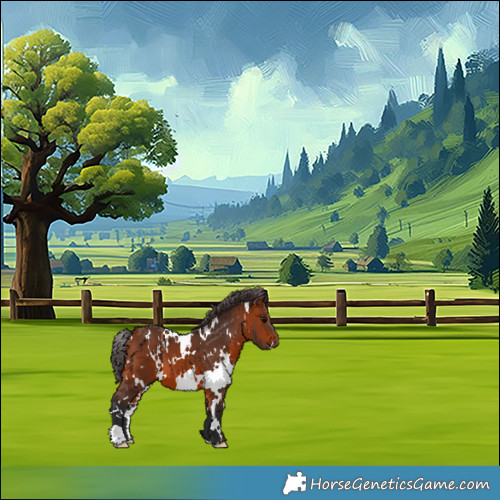 Horse Color:White Spotted Bay 