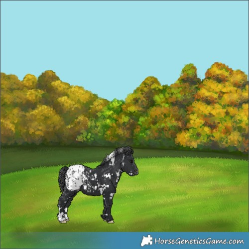 Horse Color:White Spotted Black Appaloosa 