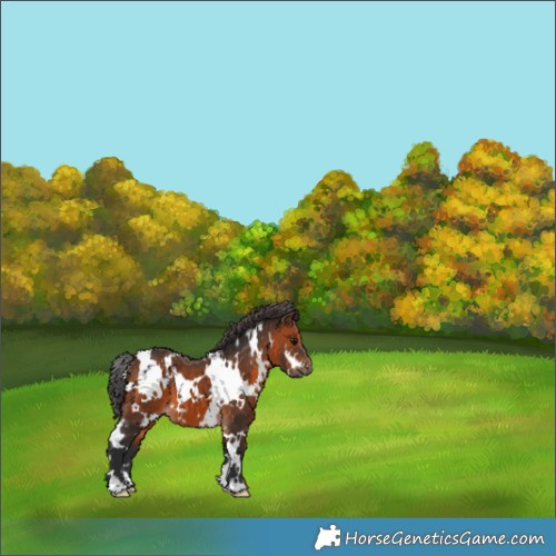 Horse Color:White Spotted Brown 