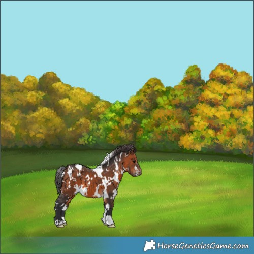 Horse Color:White Spotted Brown 