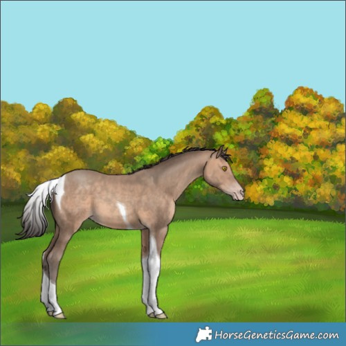 Horse Color:Sable Champagne Tobiano 