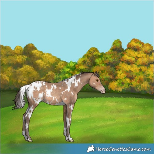 Horse Color:White Spotted Sable Champagne 