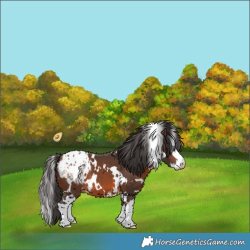 Horse Color:White Spotted Brown Splash Appaloosa 