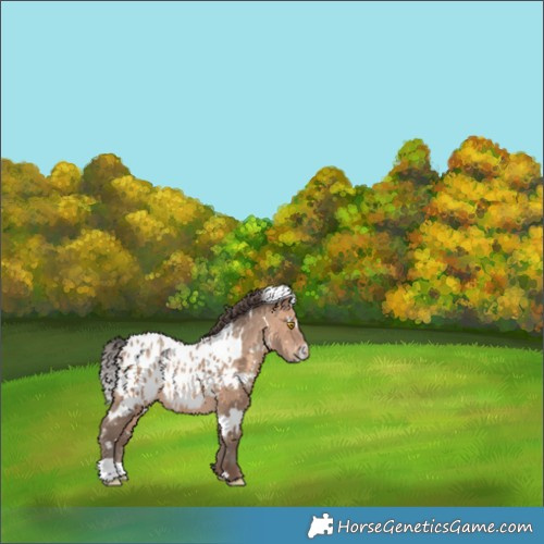 Horse Color:White Spotted Sable Champagne Appaloosa 