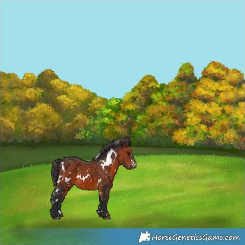 Horse Color:White Spotted Brown 